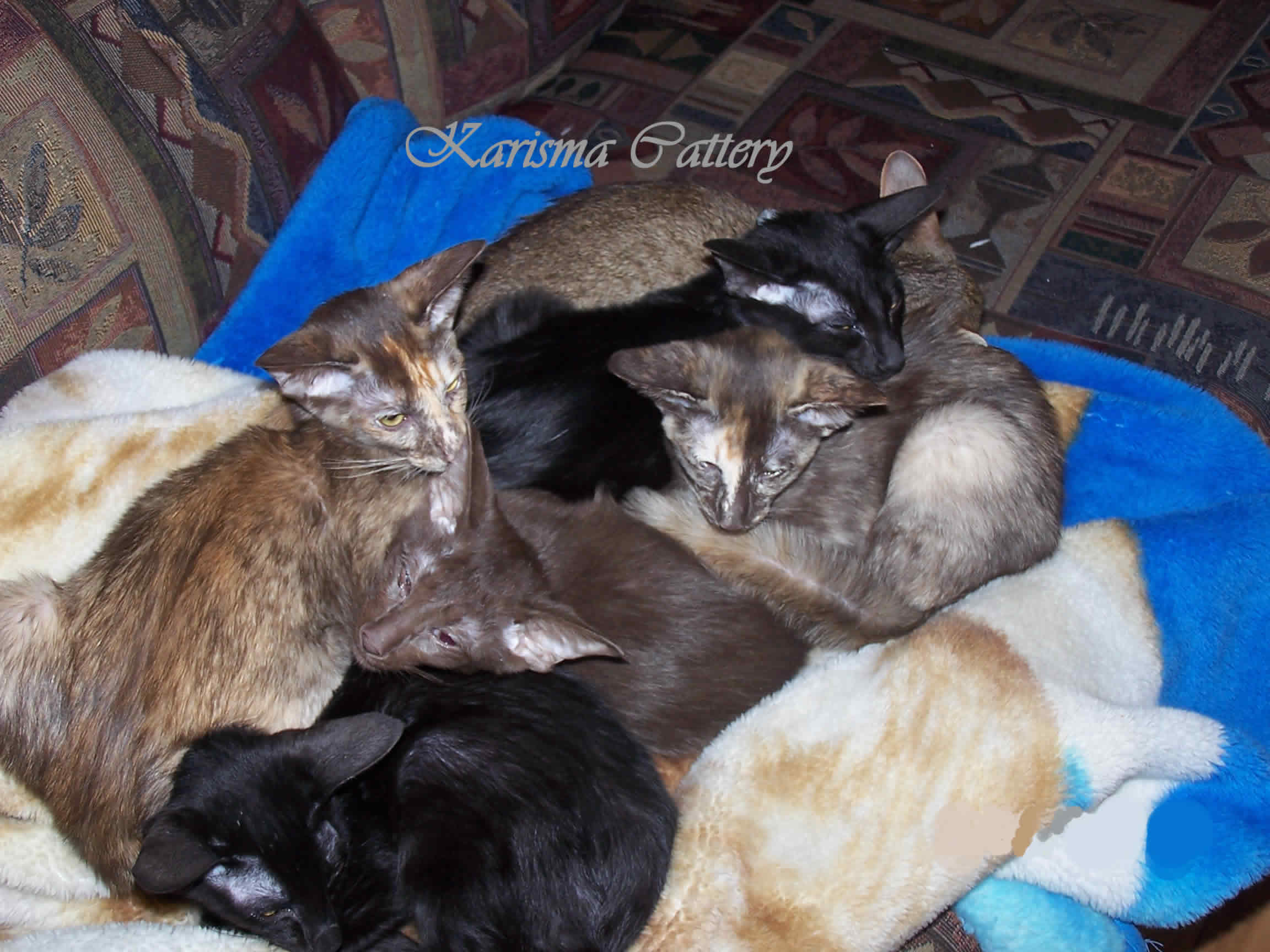 Chatterie Karisma Cattery